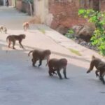 दरभंगा नगर निगम का बड़ा फैसला, ऑनलाइन होगी राजस्व वसूली और हटेगा अतिक्रमण