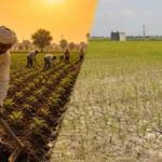 Punjab Weather: 126 साल में सबसे सूखा मानसून! 38% कम बारिश से धान की फसल पर गहराया संकट