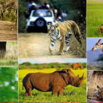 वन, वन्यजीव और पर्यावरण कानूनों के प्रभावी क्रियान्वयन के लिए न्यायिक एवं प्रशासनिक समन्वय ज़रूरी