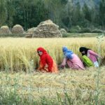 बिहार में बढ़ी महिला किसानों की ताकत, 89 लाख का आंकड़ा पार