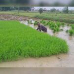 मॉनसूनी बारिश से खिले किसानों के चेहरे, धान रोपनी हुई तेज