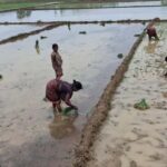 बारिश से किसानों को राहत, पटना में धान रोपनी ने पकड़ी रफ्तार