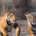 बाघ संरक्षण के प्रति युवाओं को जागरूक करने वन विहार में हुई ओपन क्विज और रेस्क्यू वर्कशॉप