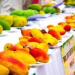 Panchkula Mango Mela: 400 से ज्यादा किस्मों के आम का लें स्वाद, फलों के शौकीनों के लिए खास मौका