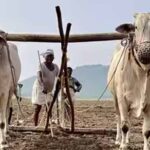Haryana News: अगले रबी सीजन तक जारी रहेगी PM फसल बीमा योजना, किसानों को मिलेगा सुरक्षा कवच