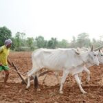 प्रदेश में मानसून के दस्तक के साथ ही खेती-किसानी में तेजी