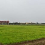विलंबित मानसून के बीच धान किसानों के लिए आईसीएआर-एनआईबीएसएम की विशेष सलाह