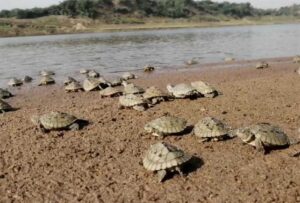 cHAMBAL_01.jpg