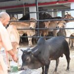 अब प्रतियोगिता से निखरेंगी गोशालाएं, उत्कृष्ट मॉडल को मिलेगा पुरस्कार