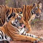 इंदौर जू बना बाघों की ब्रीडिंग का सबसे सुरक्षित ठिकाना, 10 साल में जन्मे 25 से ज्यादा शावक