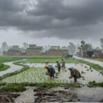 चंडीगढ़-मोहाली में बारिश से मौसम सुहाना, तापमान 2.2°C गिरा; अगले 4 दिन हल्की बारिश के आसार