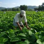 CG के छुईखदान के पान को मिला नया बाजार, अब देशभर में बिखरेगी इसकी खुशबू