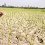 CG में बारिश थमते ही बढ़ी किसानों की चिंता, धान के खेतों में पड़ने लगीं दरारें