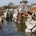 सीएम योगी की गोसंरक्षण नीति का असर : करोड़ों कमा रहे युवा, बढ़ रहा रोजगार