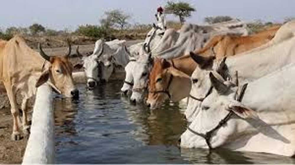 Gao_01.jpg