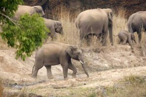 Kumba_01-1.jpg