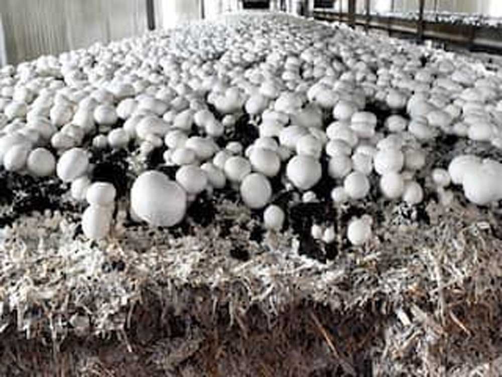 Mashroom_02.jpg