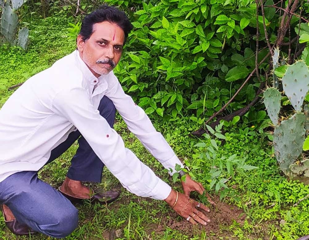 Neem.jpg
