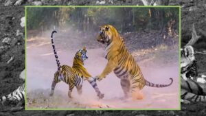 tiger_A_102_5.jpg