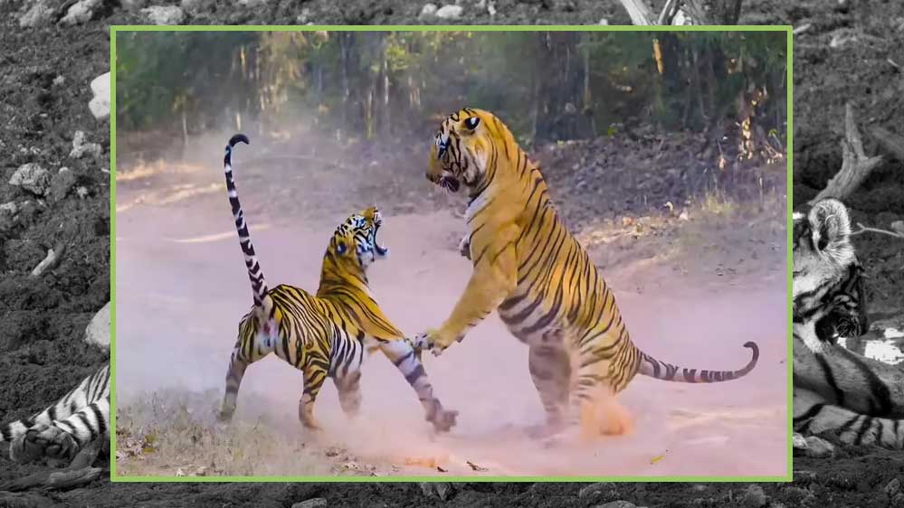 tiger_A_102_5.jpg