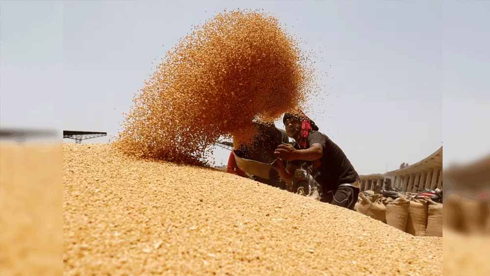 wheat_A_45_2.jpg