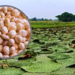 मखाने के बीच बिहार का मशरूम चमका, 10 साल में उत्पादन 0.06 से बढ़कर 42.19 हजार टन