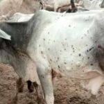 योगी सरकार ने लंपी वायरस की रोकथाम के लिए 25 जनपदों में 606 टीमें कीं तैनात
