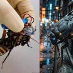 Cockroach Drone: इजरायल की रोबोटिक कीड़ों की रिसर्च, कॉकरोच ड्रोन पर हो रहा काम