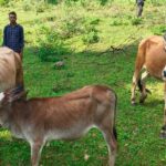 सेवा की कहानी : उन्नत नस्ल की गाय ने खोली अतिरिक्त आय की राह, आत्मनिर्भर बने सन्ना के ओम प्रकाश