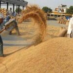 हांसी में 1 अक्टूबर से धान की सरकारी खरीद, 1.79 लाख एकड़ में हुई है फसल