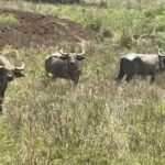 बांधवगढ़ में बढ़ रहा गौर का कुनबा, कान्हा में वन भैंसा पुनर्स्थापना से मजबूत होगा पारिस्थितिकी तंत्र