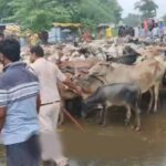 मवेशियों को लेकर पहुंचे किसान, रास्ते में ही हुआ समस्या का समाधान