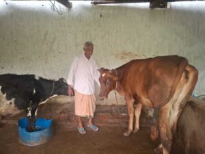 Cow.jpg