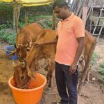 नस्ल सुधार ने बदली किसान विनोद की किस्मत, घर की बछिया बनी आर्थिक समृद्धि का आधार
