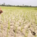 हरियाणा में 23% कम बारिश, कमजोर मानसून से खेती पर पड़ेगा असर