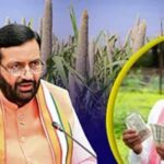 हरियाणा में ₹2900 क्विंटल में खरीदा जाएगा बाजरा