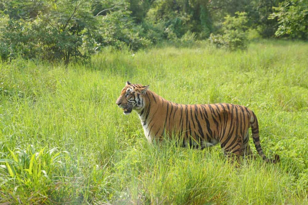 Tiger_666j-1.jpg