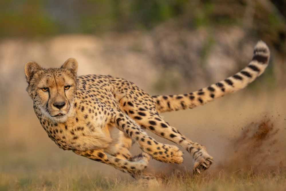 cheetah_33_2-1.jpg