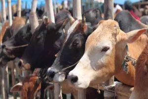 cow_cow_40_1.jpg