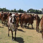 गोशालाओं में हो सकेंगे मांगलिक कार्यक्रम, गो-पर्यटन से गांवों को मिलेगा कमाई का नया रास्ता