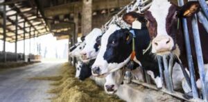 dairy_01-1.jpg