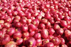 onion_7_2.jpg