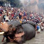 सोनपुर मेला 2026: जंगी हाथियों के बाजार से किसान आंदोलन तक, जानें मेले का गौरवशाली इतिहास
