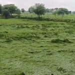 बस्तर में किसानों की बढ़ी चिंता, खेतों में पड़ी फसल बचाने की चुनौती