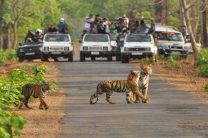 Tiger_ReserveA_92_3.jpg
