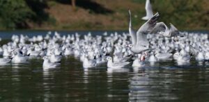 birds_02.jpg