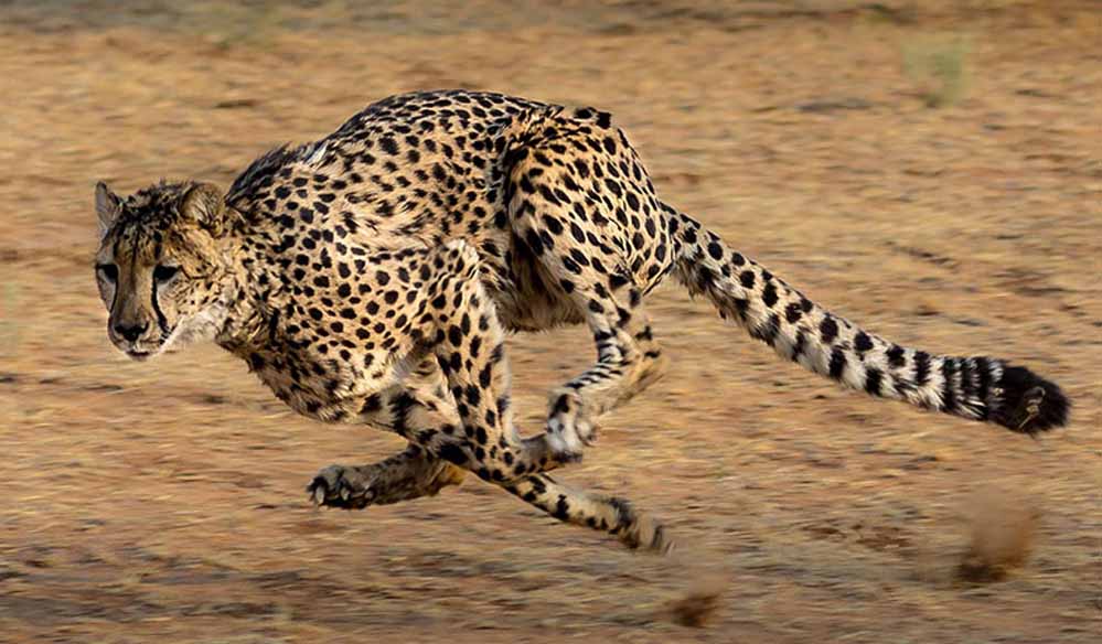 cheetah_47_3.jpg
