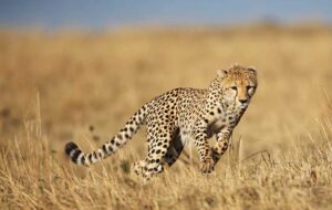 cheetah_safar_4A_121_3.jpg