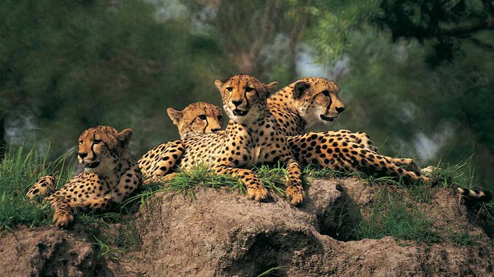 cheetahs5_2-1.jpg