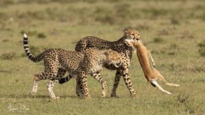 cheetahs5_3.jpg